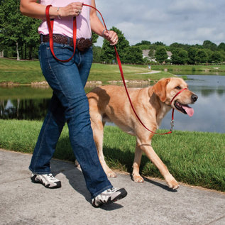 PETSAFE - All PETSAFE Gentle Leader Head Dog Collar Black