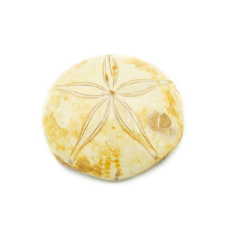 Fossilized Sand Dollar