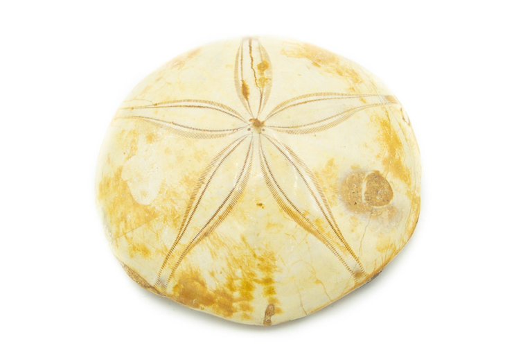 Fossilized Sand Dollar