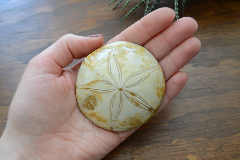 Fossilized Sand Dollar