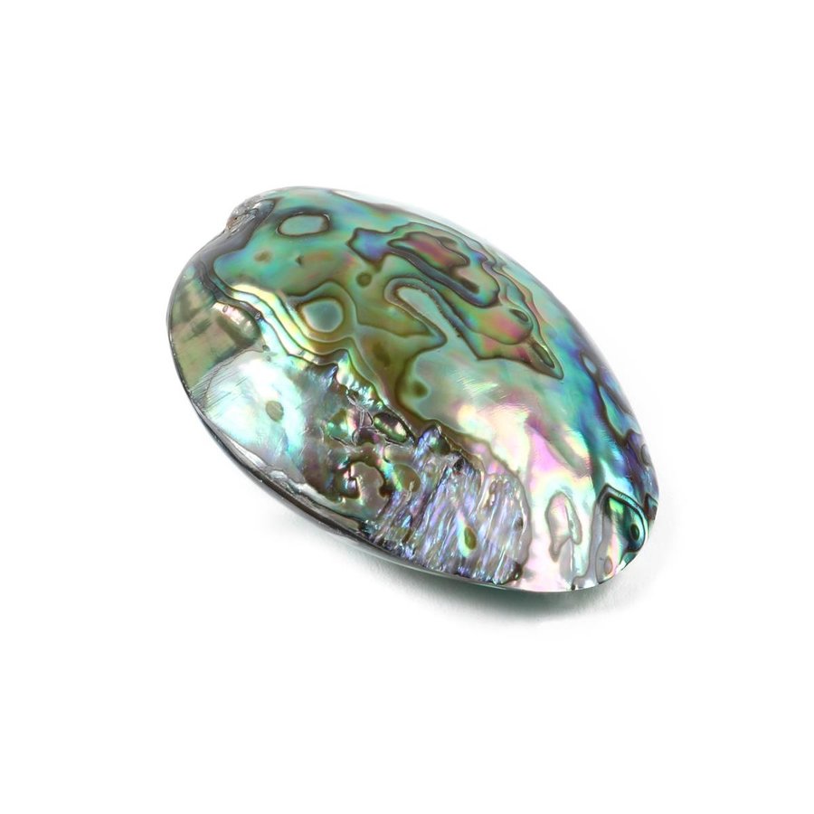 Abalone