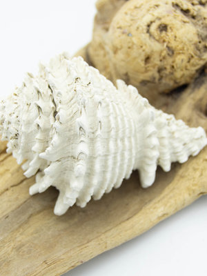 Coquillage fossile -Murex (Floride)