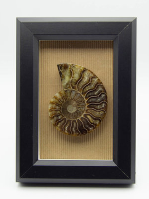 Black Frame Ammonite