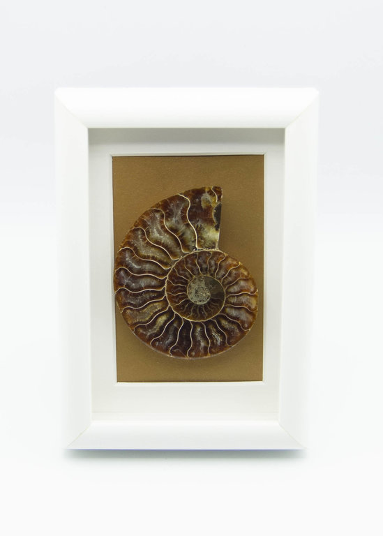 Cadre blanc Ammonite