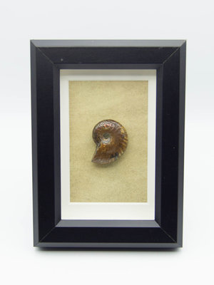 Frame Ammonite