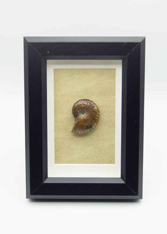 Cadre Ammonite