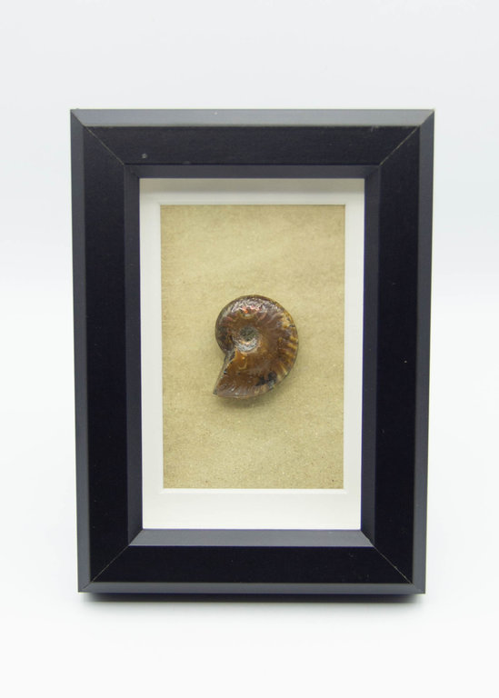 Frame Ammonite