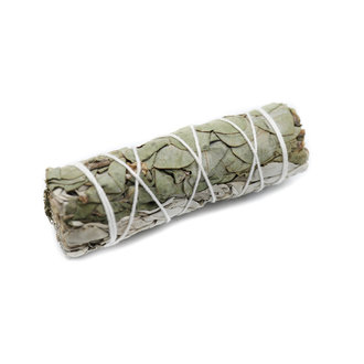 Sage & Eucalyptus 4'' Sage & Eucalyptus 4''