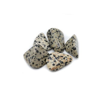 Dalmatian Jasper Dalmatian Jasper