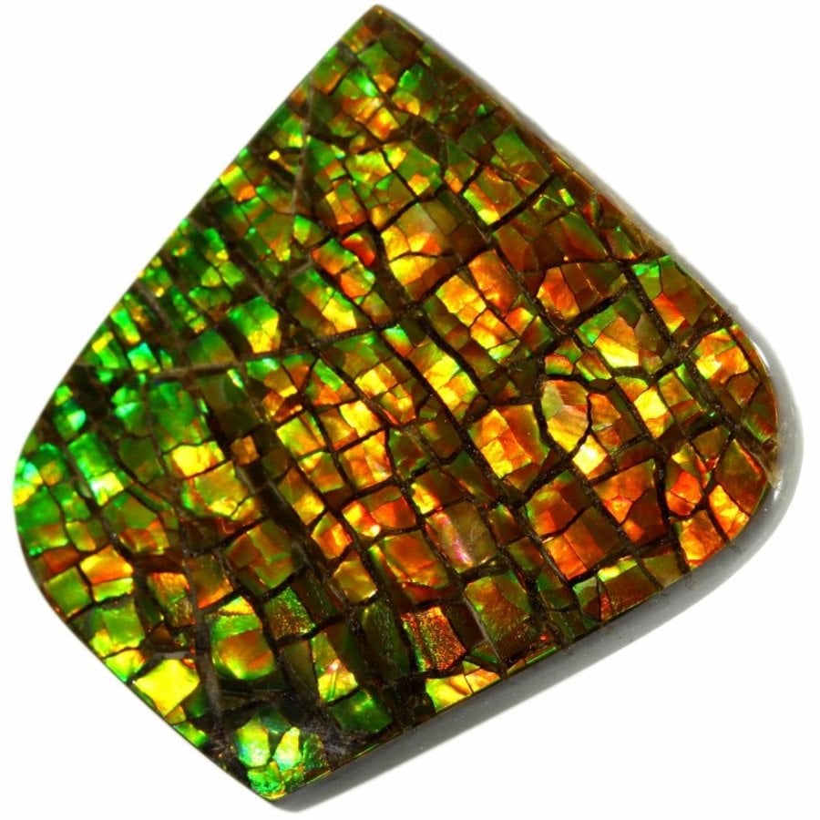 Ammolite