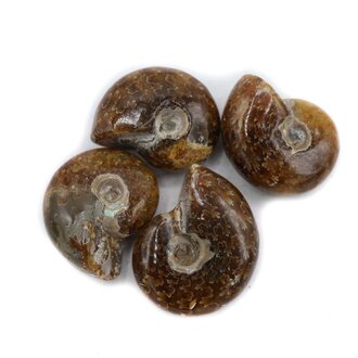 Ammonite Ammonite