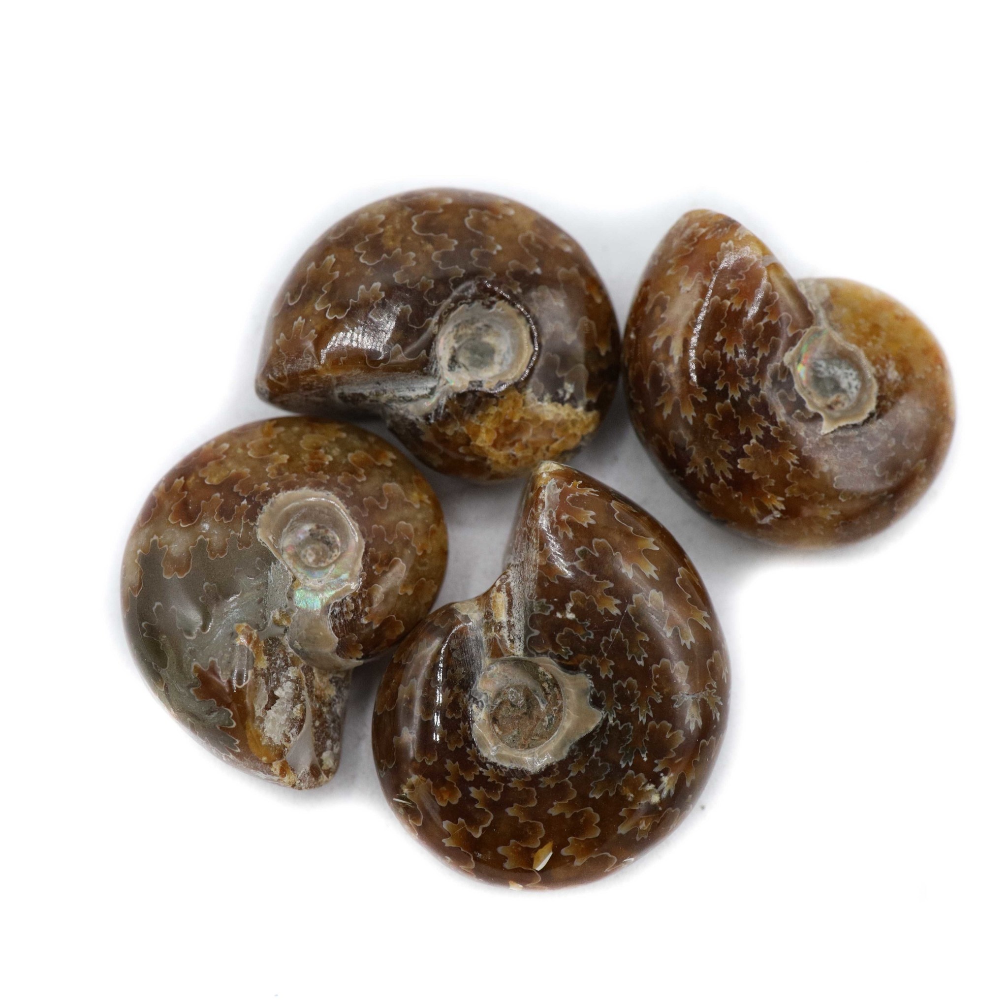Ammonite
