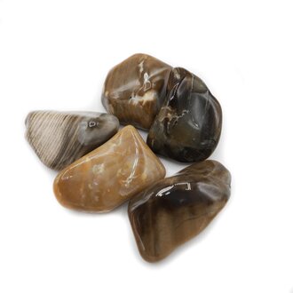 Bois pétrifié - Indonésie