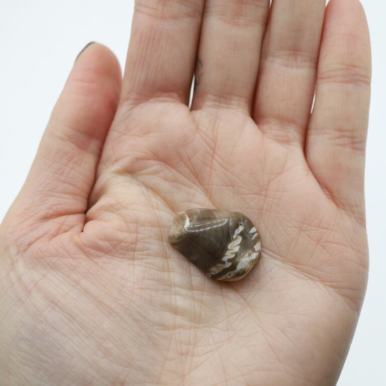 Petrified Wood