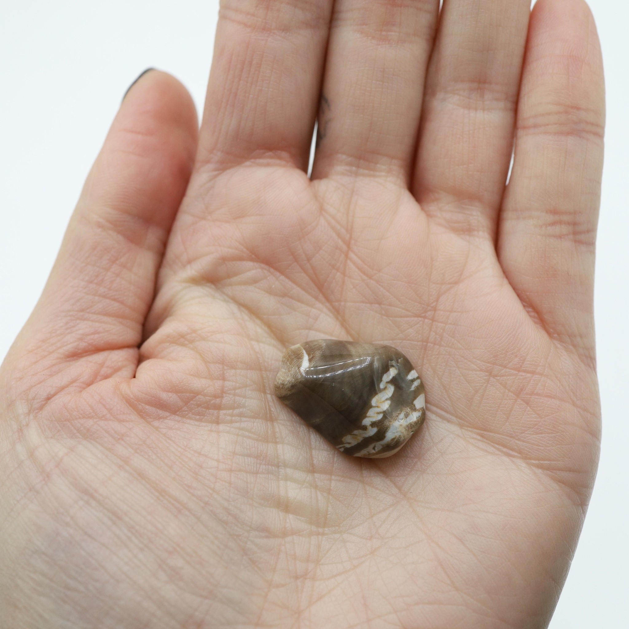 Petrified Wood