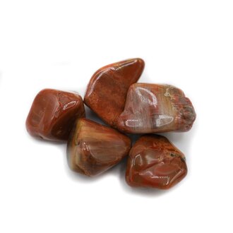 Petrified Wood - Arizona