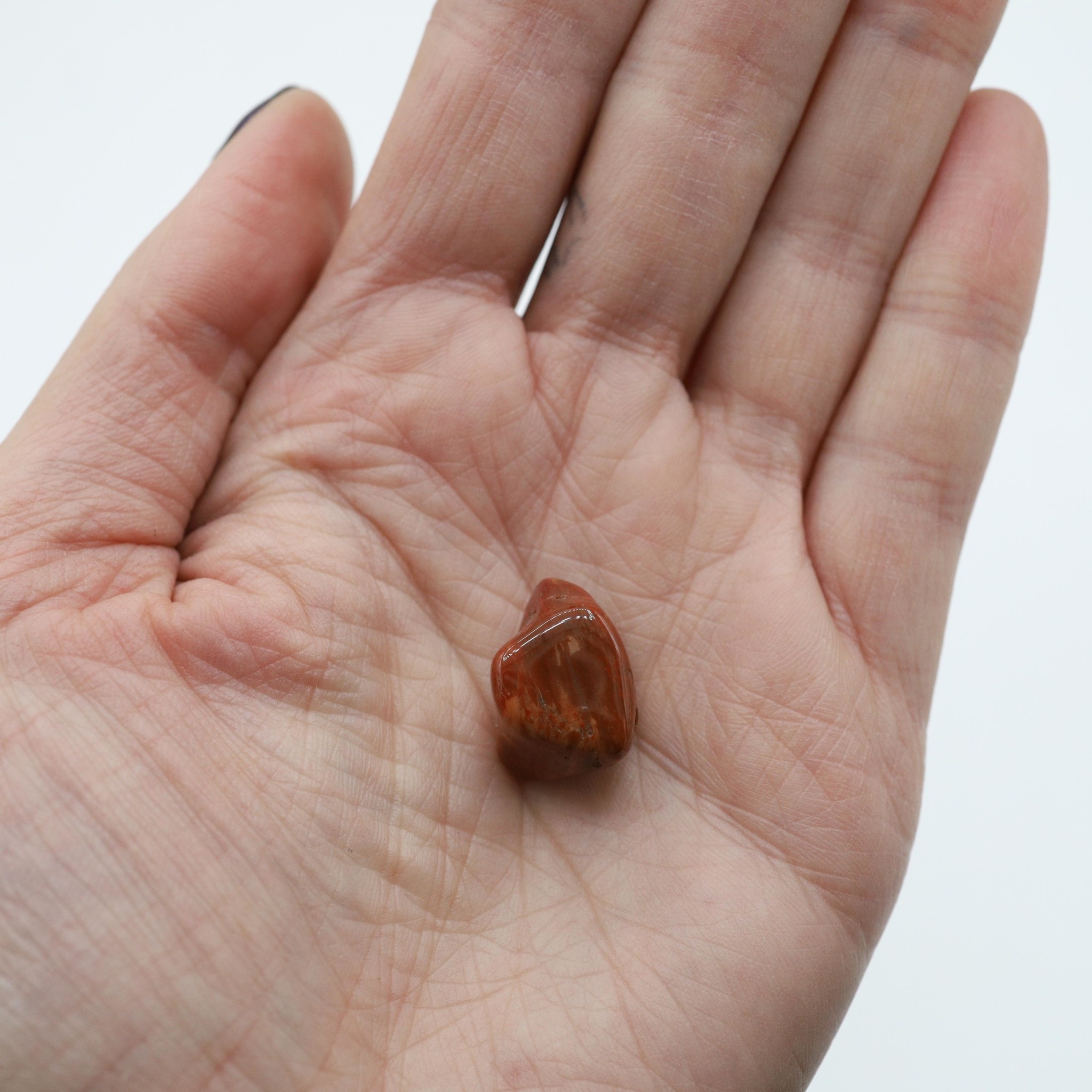 Petrified Wood - Arizona