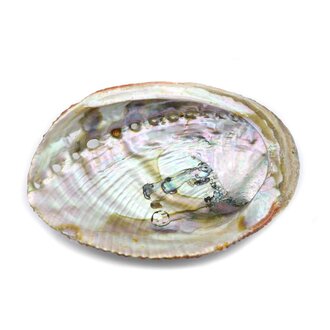 Coquille abalone Coquille abalone