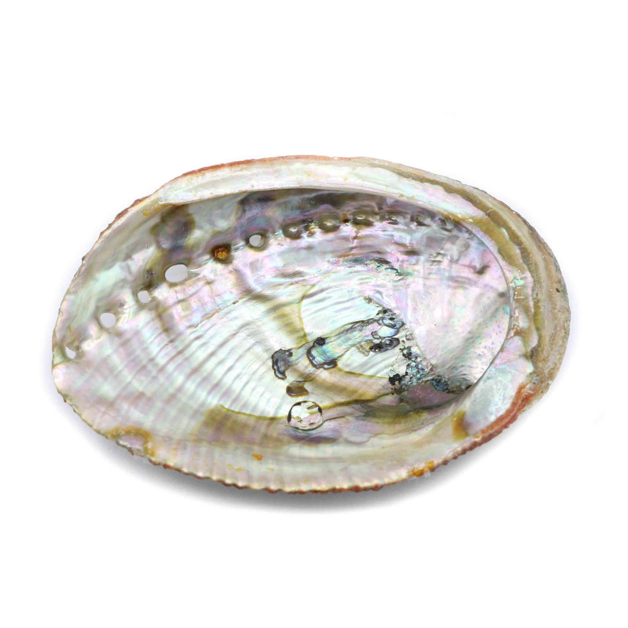 Abalone Shell