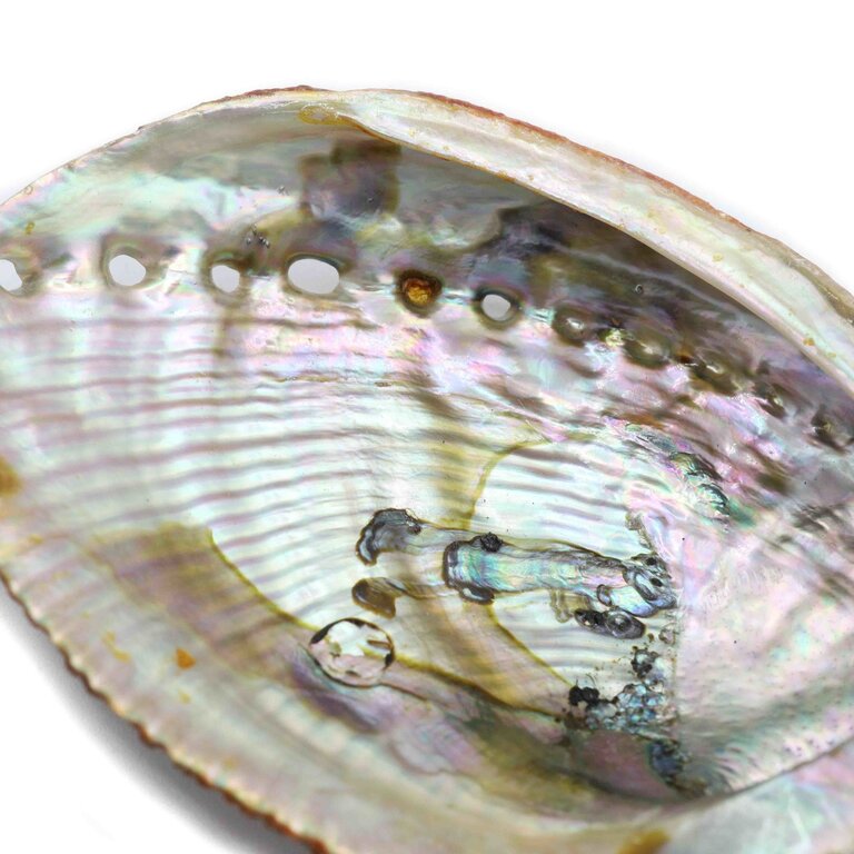 Abalone Shell