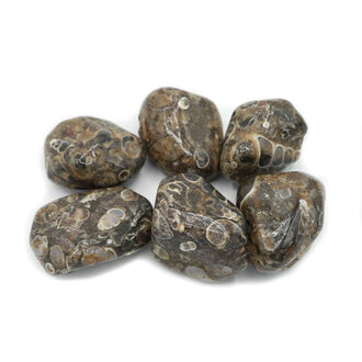 Turritella Agate Turritella Agate