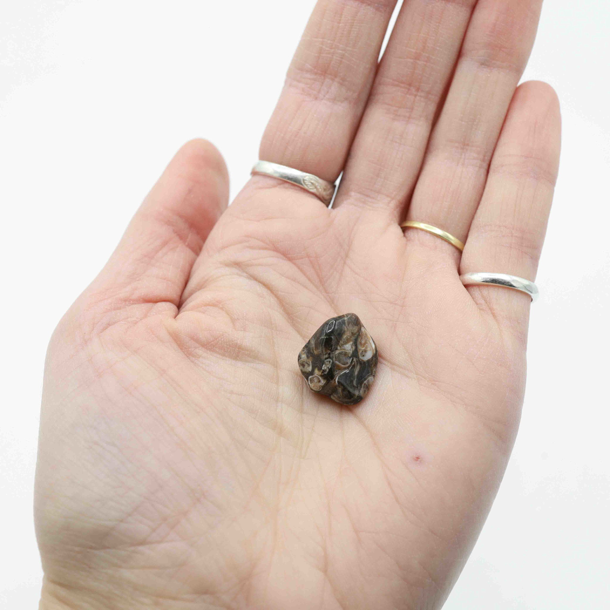 Turritella Agate