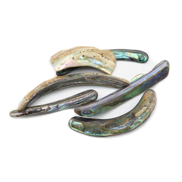 Abalone