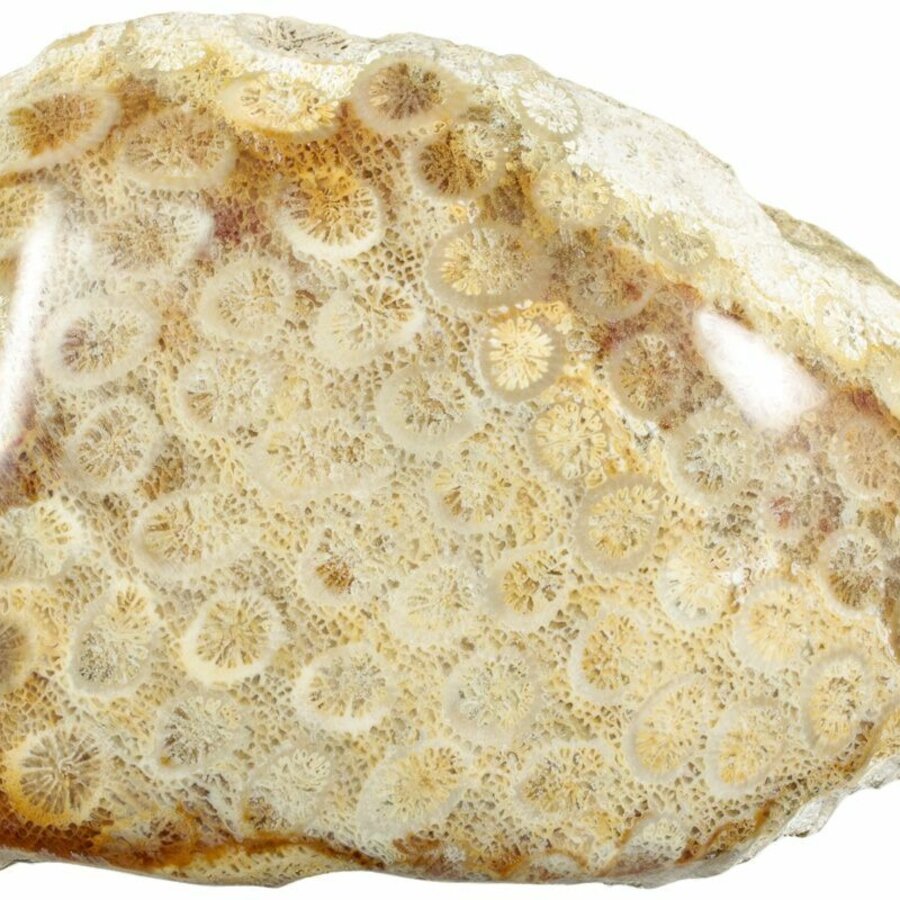 Fossilized Coral