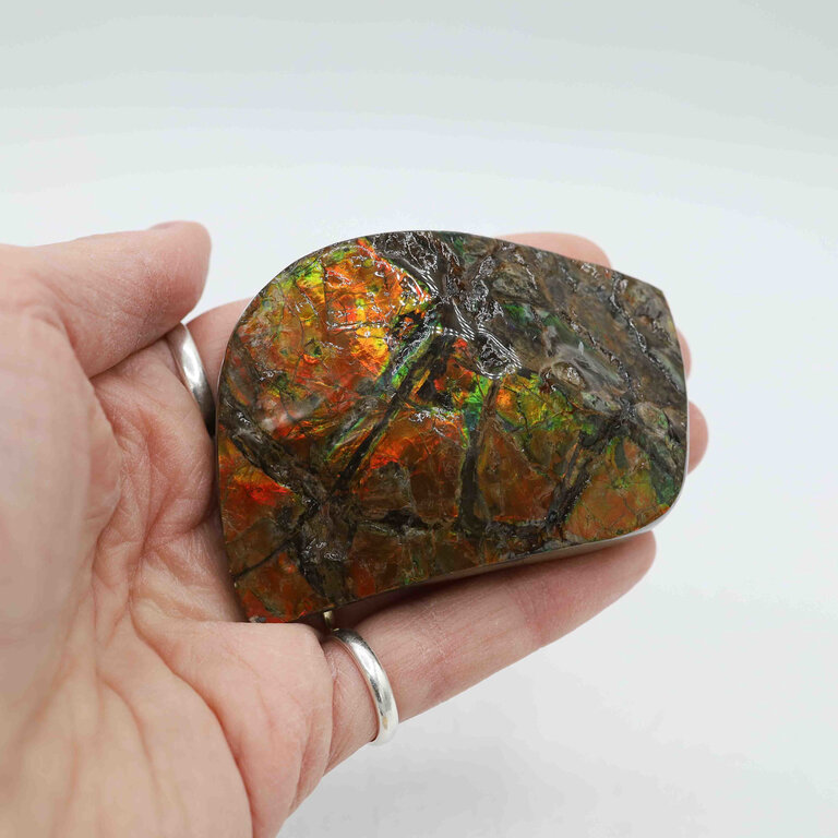 Ammolite