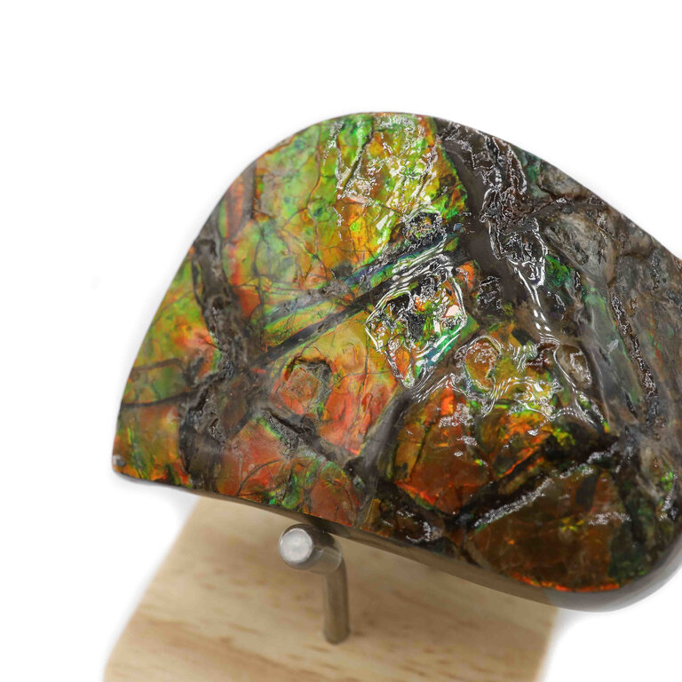 Ammolite
