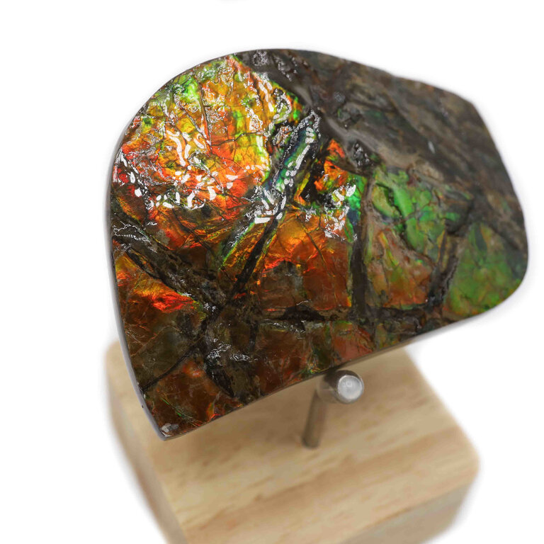 Ammolite