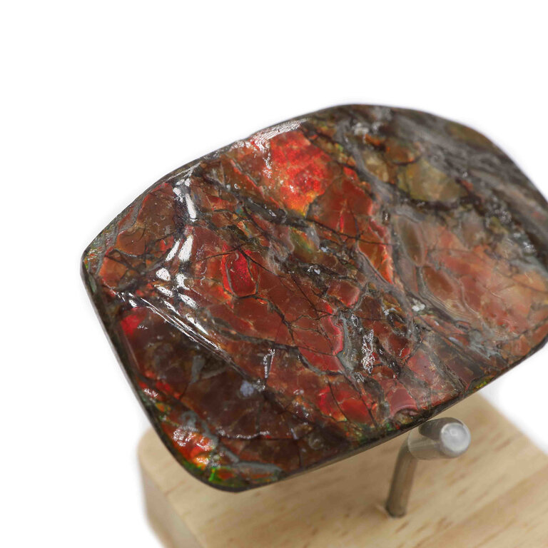 Ammolite