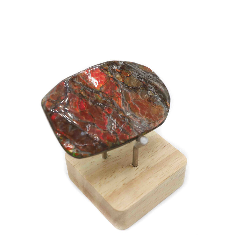 Ammolite