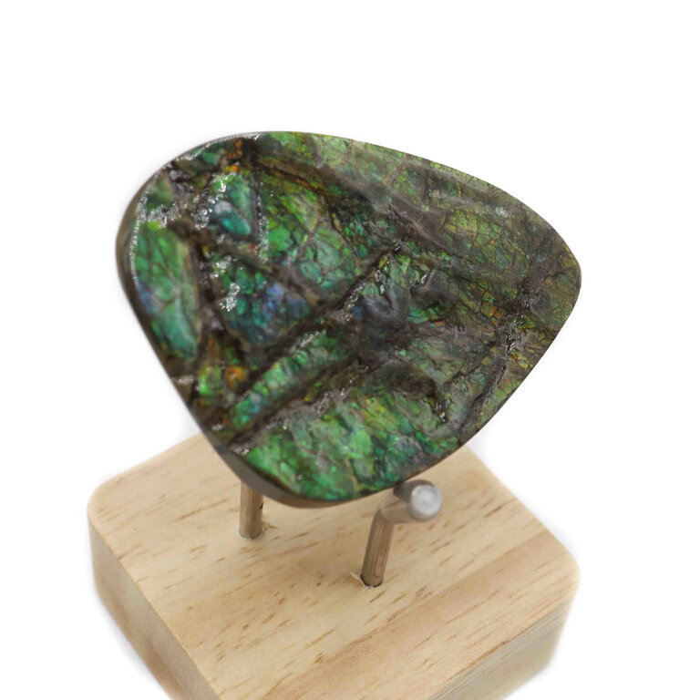 Ammolite