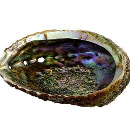 Crystal Peddler Large Nice Quality Abalone Shell