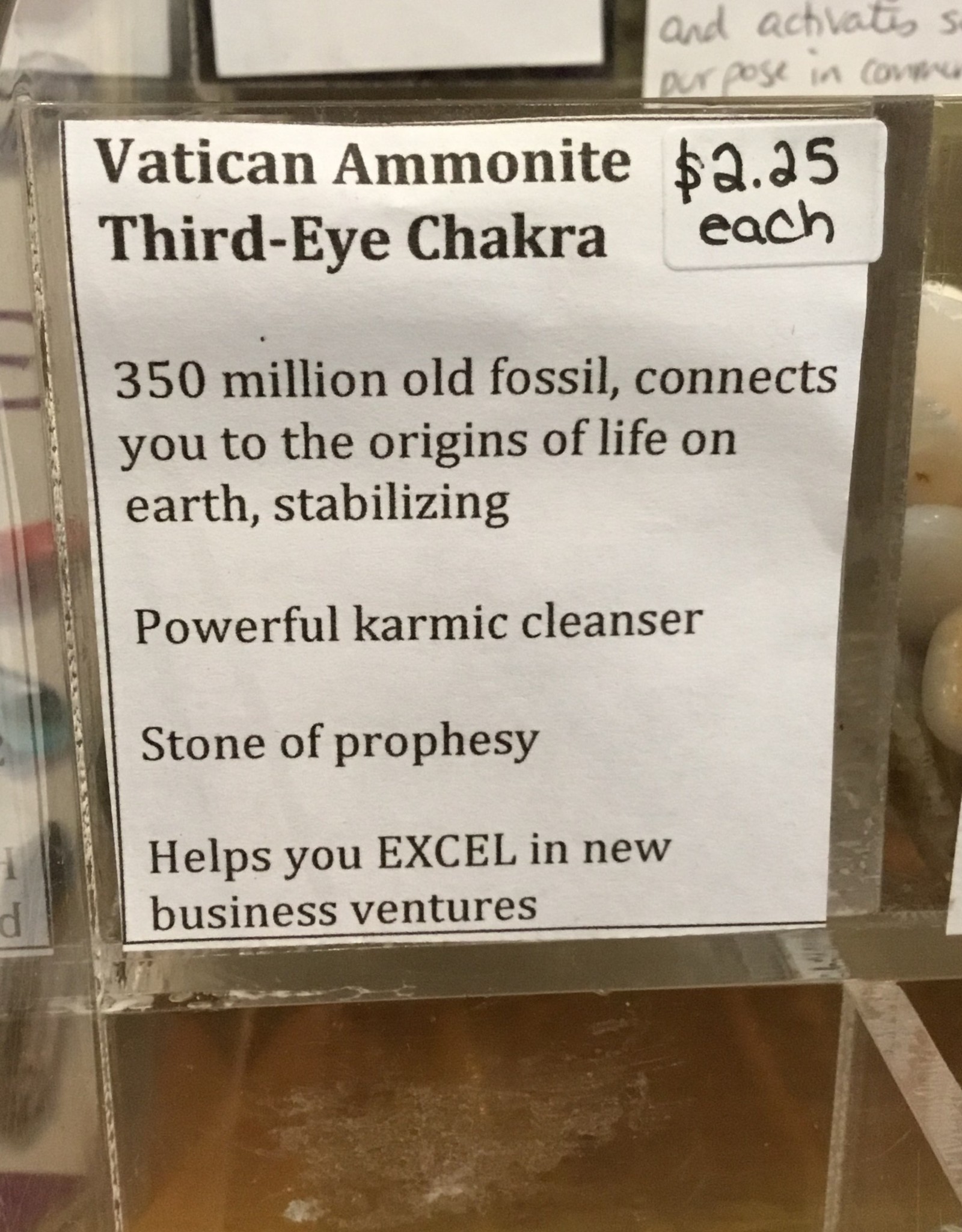 Vatican Ammonite Tumbled Stone