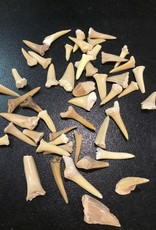 Shark Tooth Fossil - Morocco