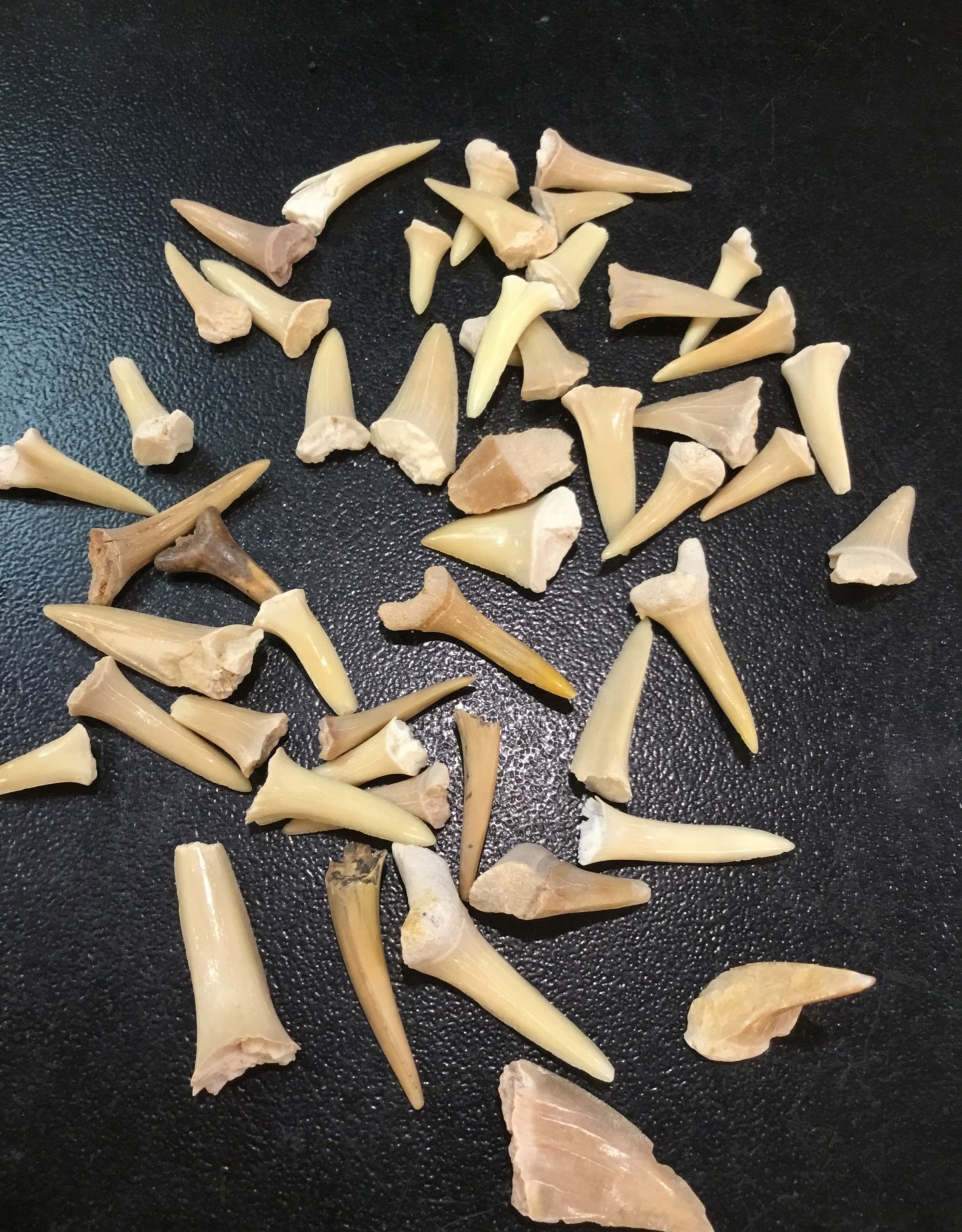 Shark Tooth Fossil - Morocco