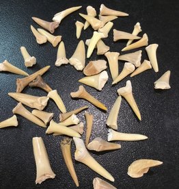 Shark Tooth Fossil - Morocco