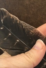 Plain Smudge Feather