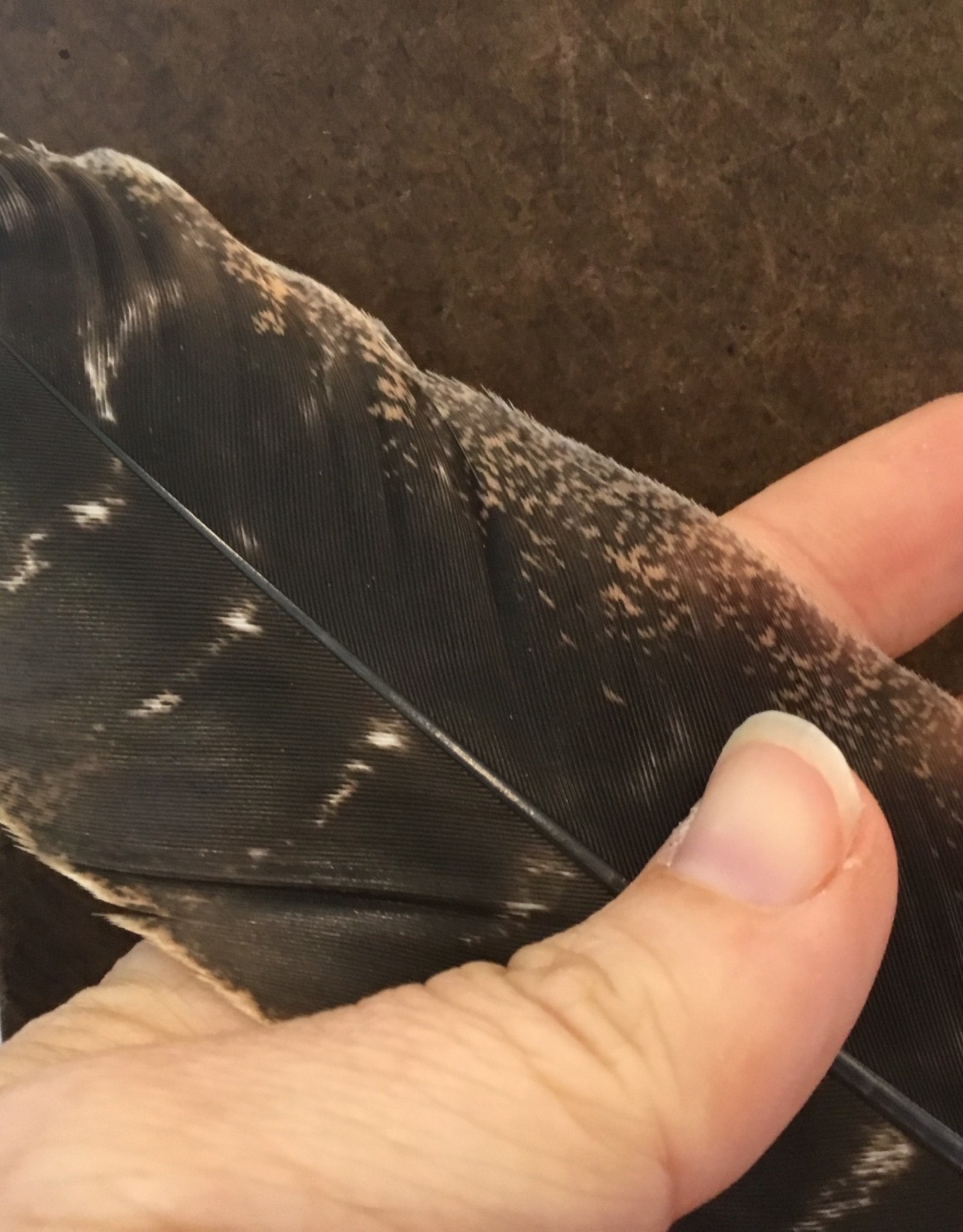 Plain Smudge Feather