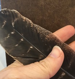 Plain Smudge Feather