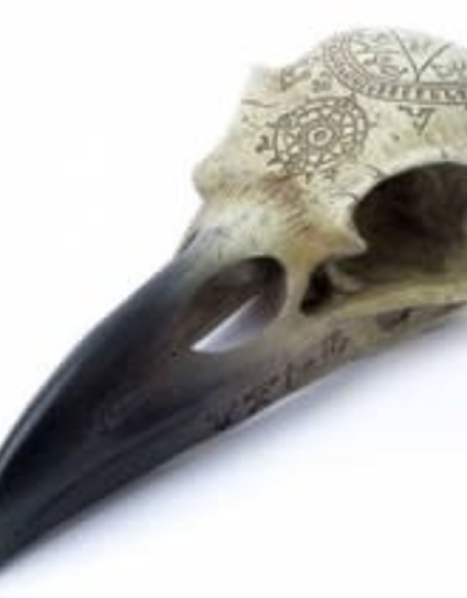 Omega Raven Skull