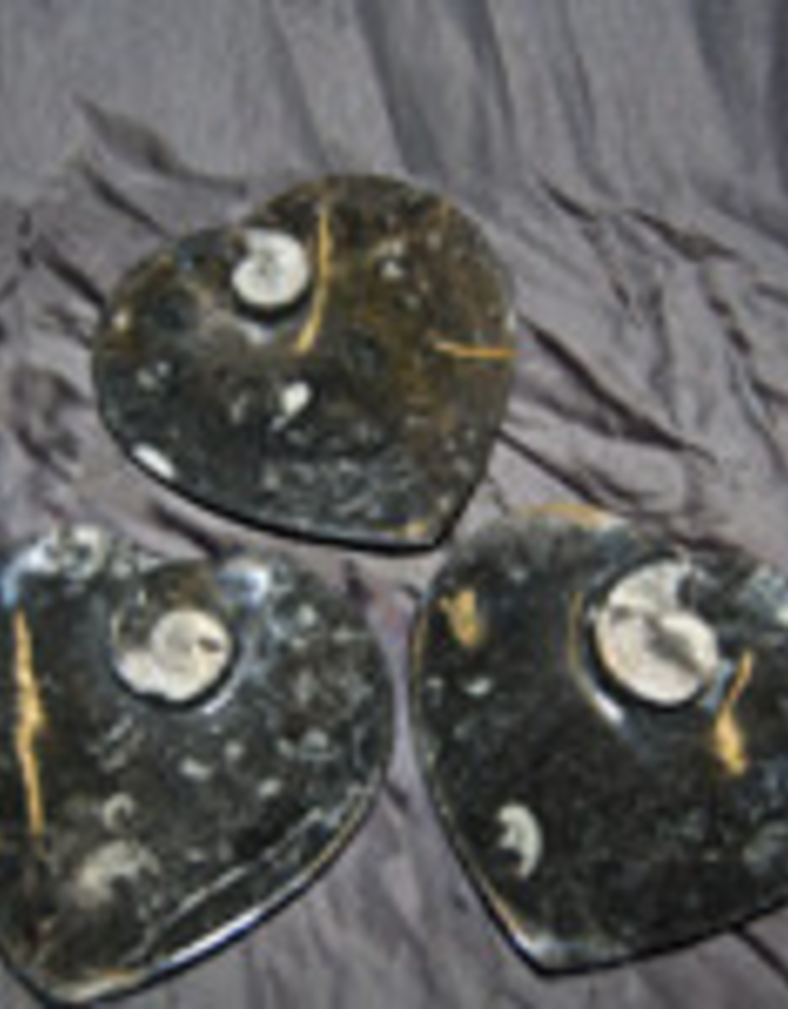 Marine Fossil - Ammonite Dish - Heart
