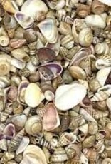 Assorted Seashell Mix - 0.5 - 1 inch - Philippines