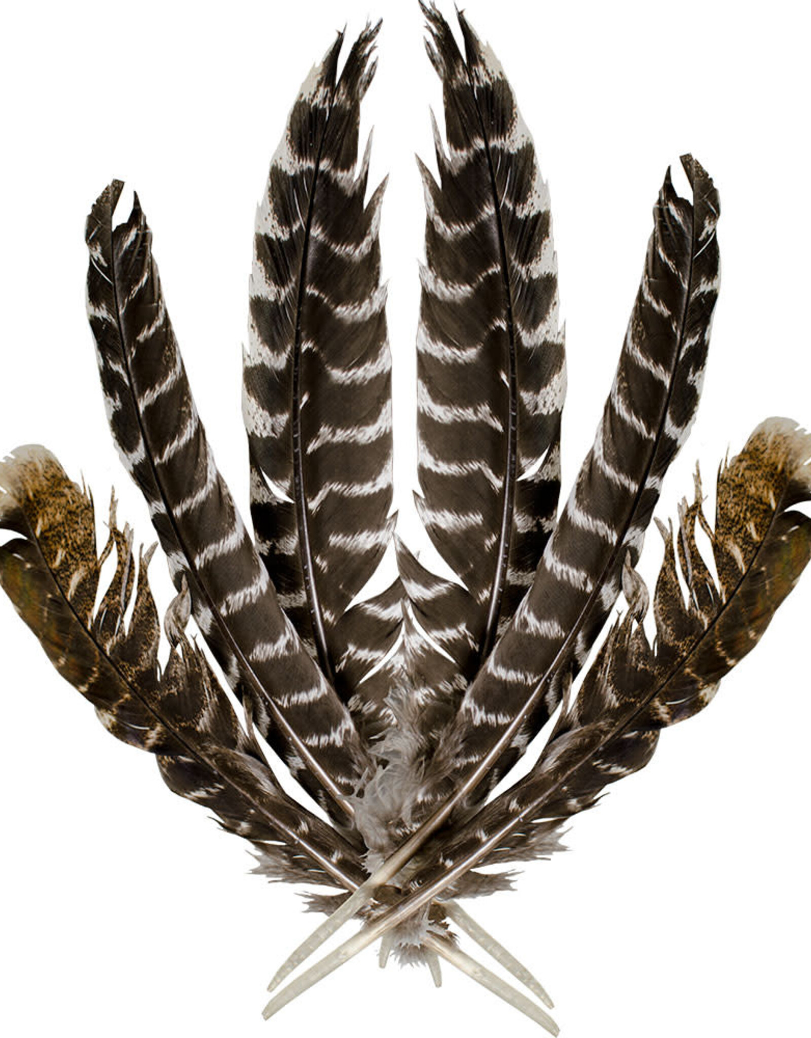 SMUDGING FEATHERS WITH LITTLE DEFECTS/8″-14″