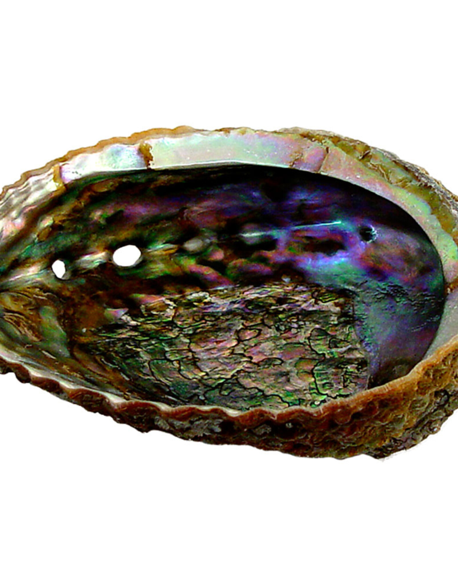 SMUDGING-ABALONE SHELL (ASSORTED SIZE) 4″-6.5″