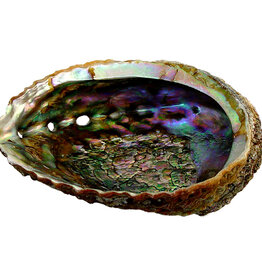 SMUDGING-ABALONE SHELL (ASSORTED SIZE) 4″-6.5″