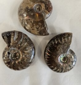 Ammonite Red Flash 3cm - 5cm