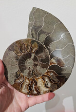 Ammonite Large